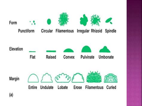 Morphology & Culture Characteristics of .